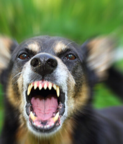 Bitten by a Dog? What Victims of Dog Attacks Need to Know