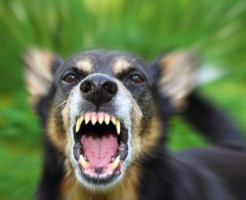 Bitten by a Dog